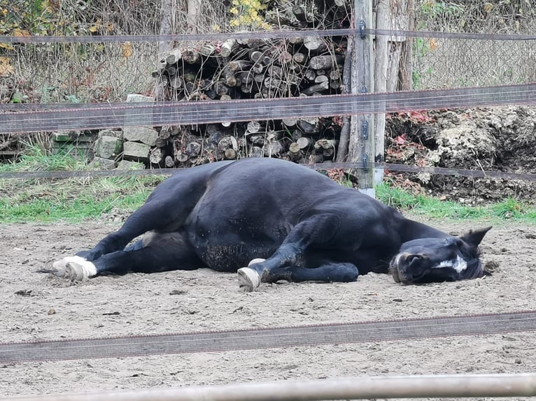 Hessisches warmbloed Merrie 20 Jaar 160 cm Bruin in Altlandsberg