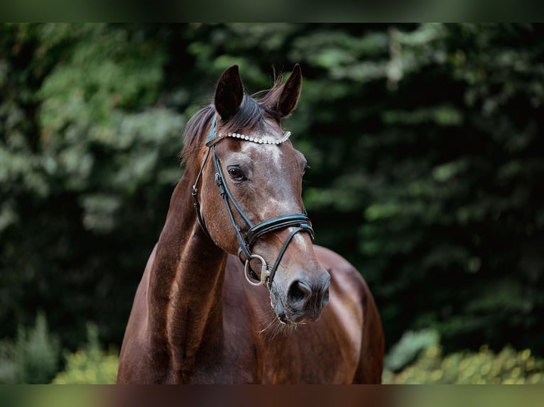 Hessisches warmbloed Merrie 24 Jaar 170 cm Donkerbruin in Riedstadt