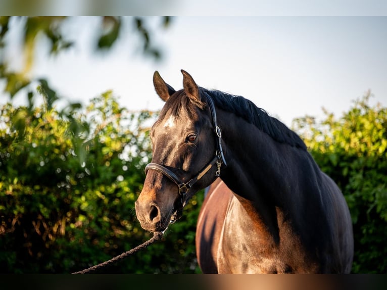 Hessisches warmbloed Ruin 16 Jaar 164 cm Donkerbruin in Niddatal