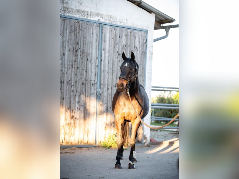 Hessisches warmbloed Ruin 16 Jaar 164 cm Donkerbruin in Niddatal