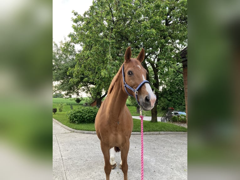 Hessisches warmbloed Ruin 23 Jaar Vos in Linz Land