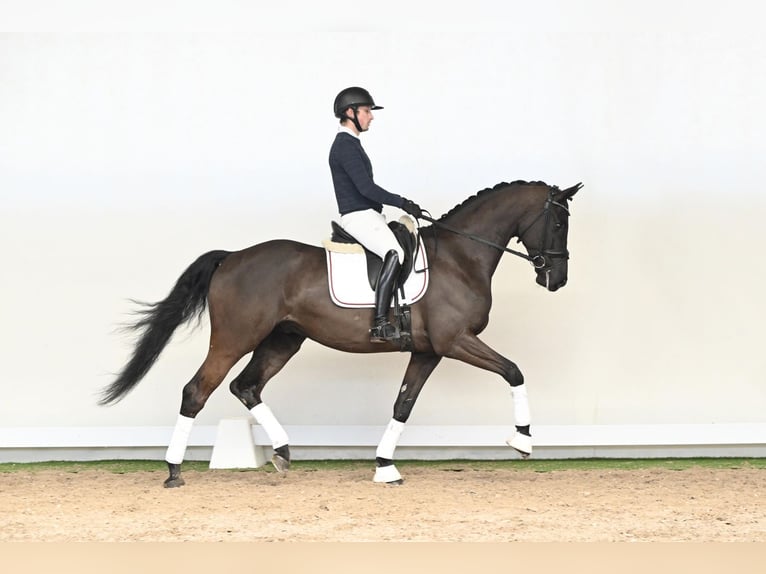 Hessisches Warmblut Hengst 6 Jahre 172 cm Rappe in Lüdinghausen