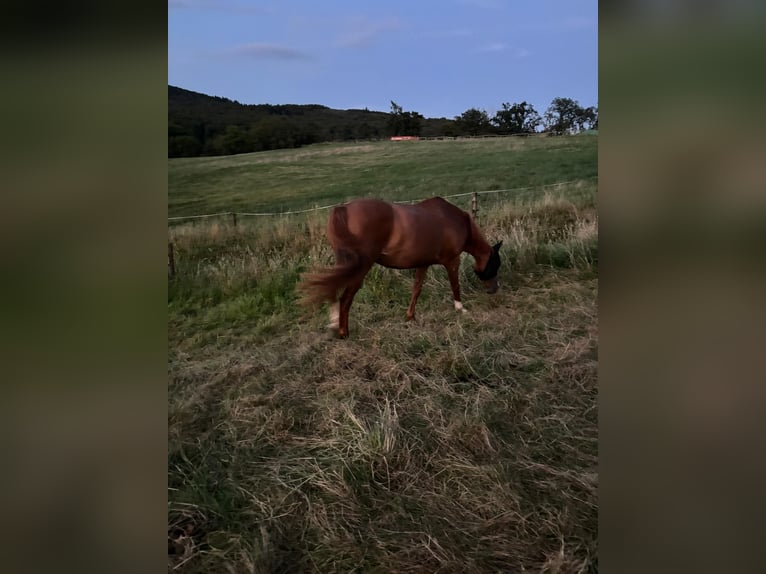 Hessisches Warmblut Stute 19 Jahre 164 cm Fuchs in Eschborn