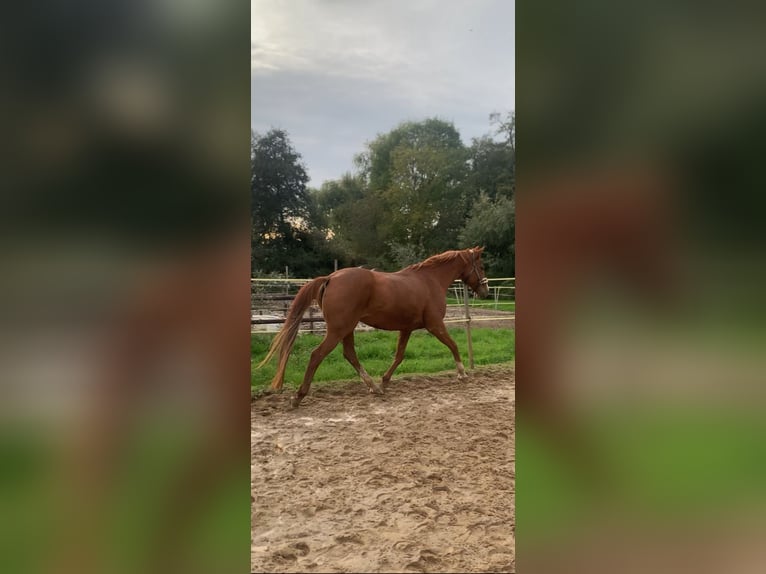 Hessisches Warmblut Stute 19 Jahre 164 cm Fuchs in Eschborn
