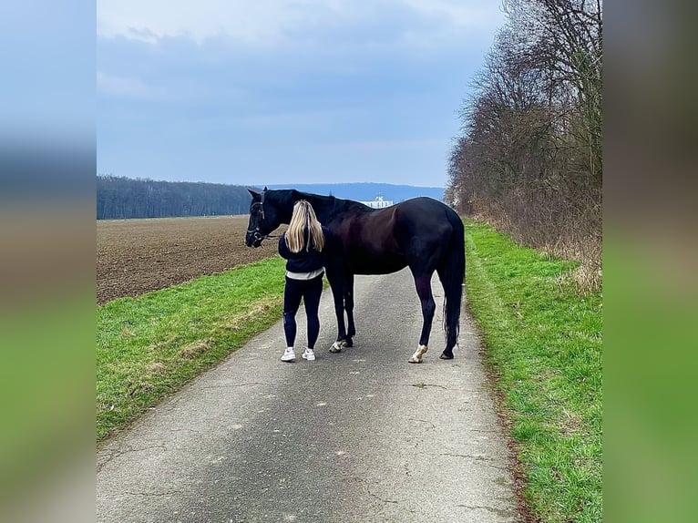 Hessisches Warmblut Stute 19 Jahre 167 cm Schwarzbrauner in Vienenburg