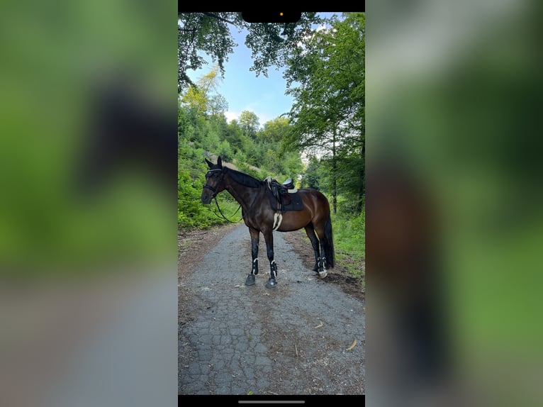 Hessisches Warmblut Stute 20 Jahre 170 cm Brauner in Ehlscheid
