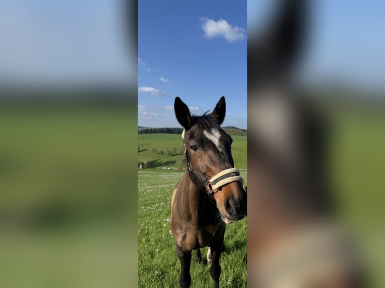 Hessisches Warmblut Stute 20 Jahre 170 cm Brauner in Ehlscheid