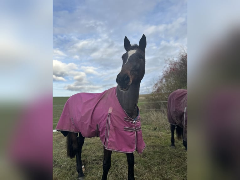 Hessisches Warmblut Stute 20 Jahre 170 cm Brauner in Ehlscheid