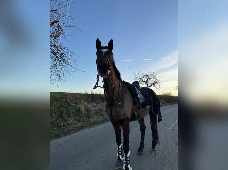Hessisches Warmblut Stute 20 Jahre 170 cm Brauner in Ehlscheid