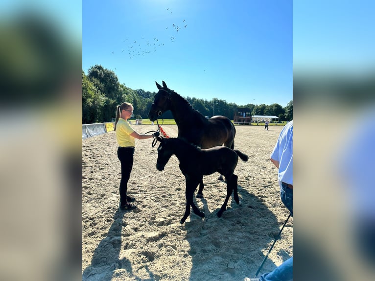 Hessisches Warmblut Stute 21 Jahre 173 cm Brauner in Meppen