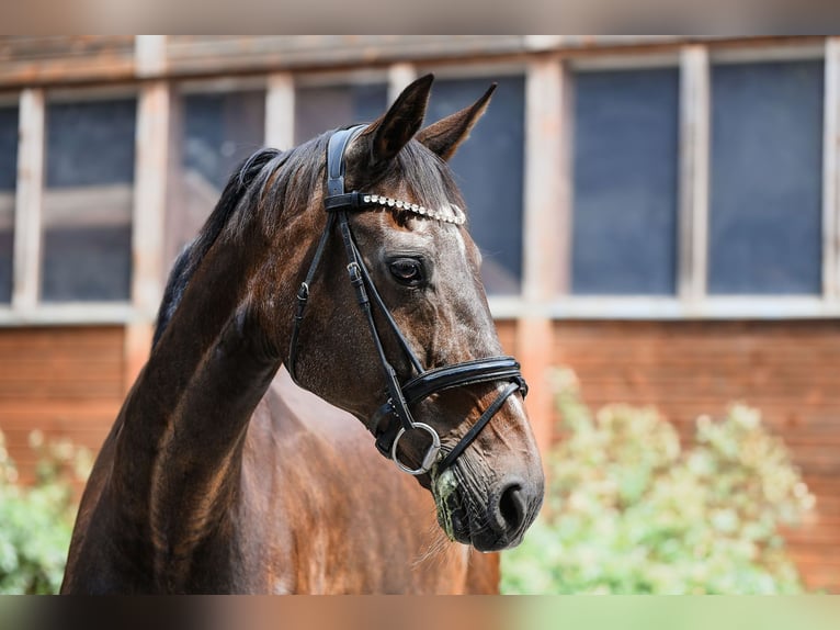 Hessisches Warmblut Stute 24 Jahre 170 cm Dunkelbrauner in Riedstadt