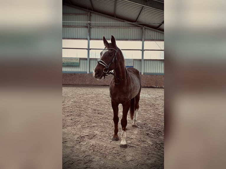 Hessisches Warmblut Wallach 19 Jahre 165 cm Dunkelfuchs in Altkalen