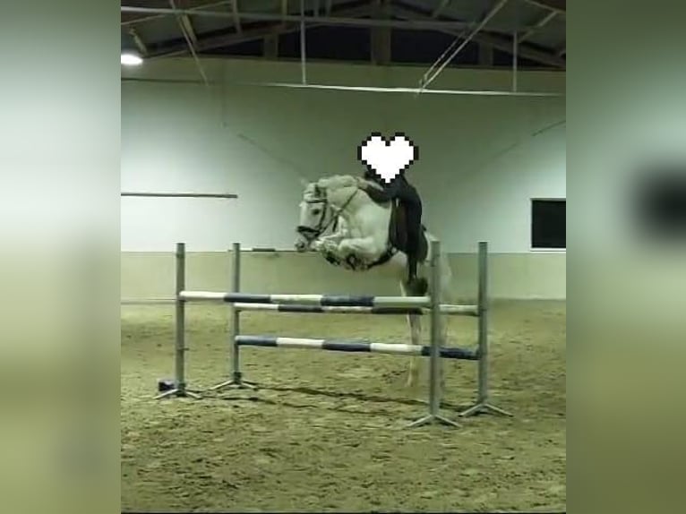 Hessisches Warmblut Wallach 20 Jahre 163 cm Schimmel in Seeheim-Jugenheim