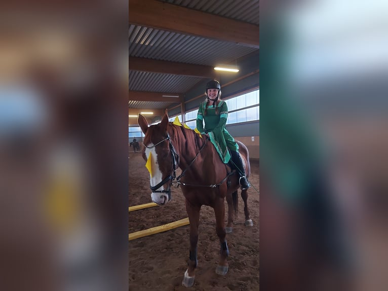 Hessisches Warmblut Wallach 21 Jahre 172 cm in Quirnbach