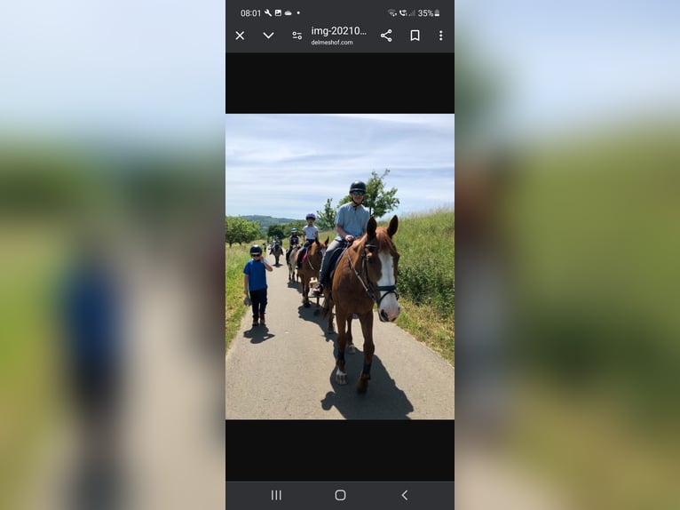 Hessisches Warmblut Wallach 21 Jahre 172 cm in Quirnbach