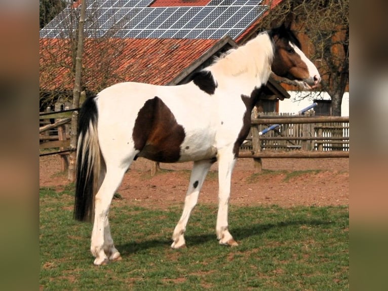 Hessisches Warmblut Mix Wallach 22 Jahre 160 cm Schecke in Korbach