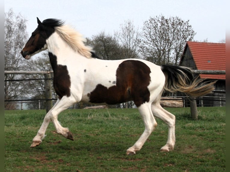 Hessisches Warmblut Mix Wallach 22 Jahre 160 cm Schecke in Korbach