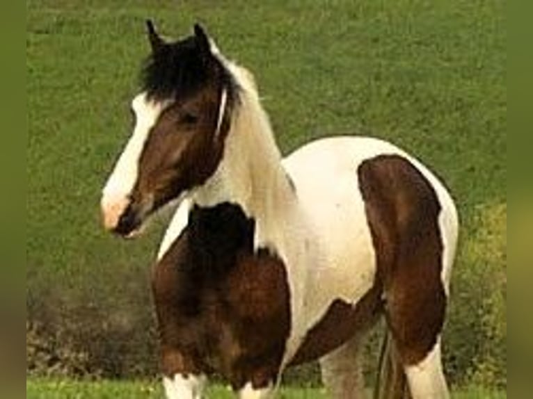 Hessisches Warmblut Mix Wallach 22 Jahre 160 cm Schecke in Korbach