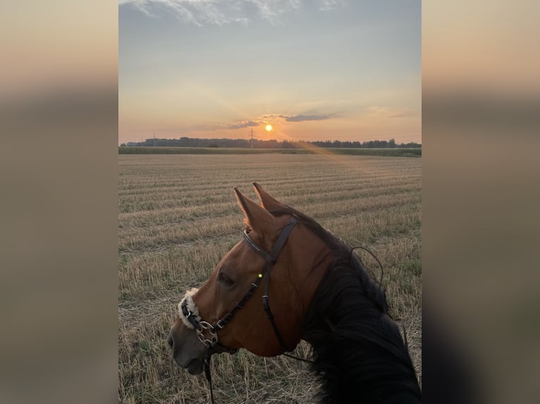 Hessisches Warmblut Wallach 22 Jahre 169 cm Brauner in Maisach