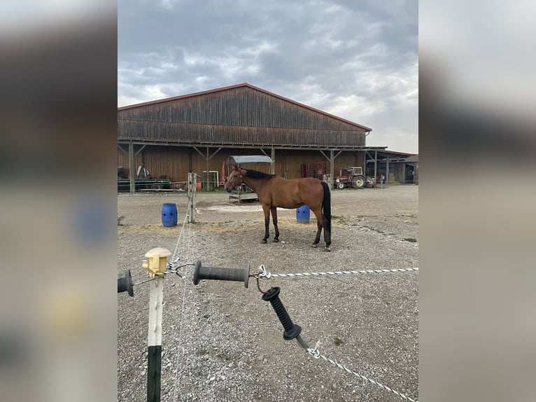 Hessisches Warmblut Wallach 22 Jahre 169 cm Brauner in Maisach