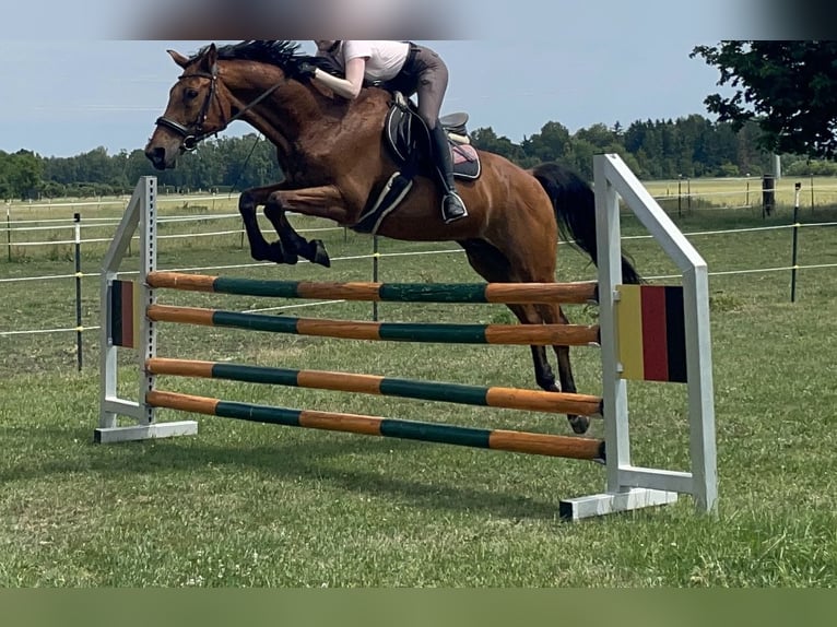 Hessisches Warmblut Wallach 22 Jahre 169 cm Brauner in Maisach
