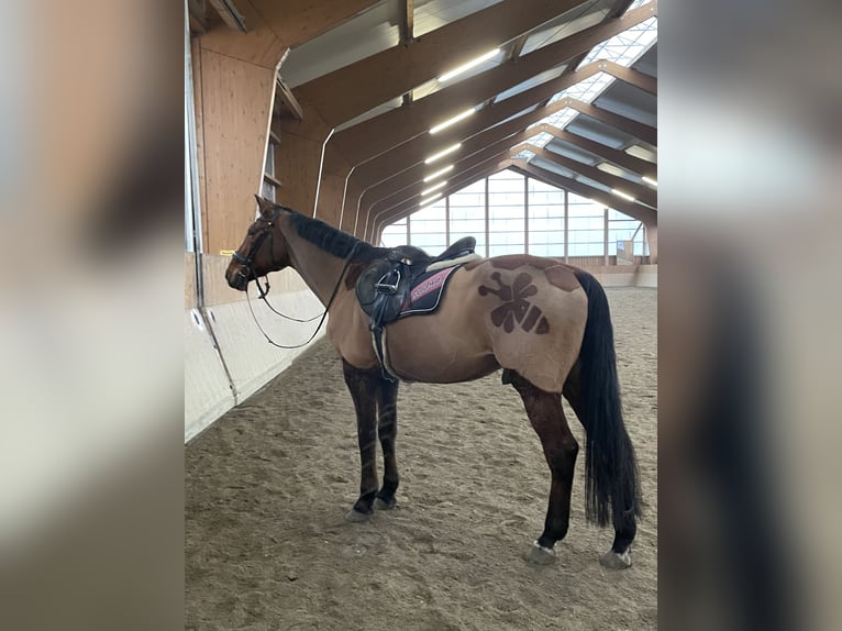Hessisches Warmblut Wallach 22 Jahre 169 cm Brauner in Maisach