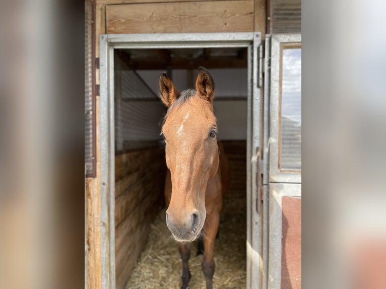 Hessisches Warmblut Wallach 22 Jahre 169 cm Brauner in Maisach
