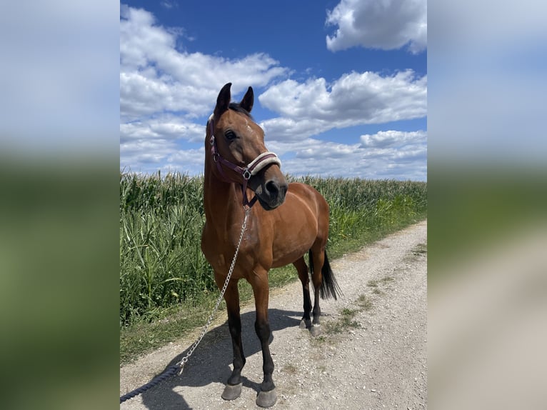 Hessisches Warmblut Wallach 22 Jahre 169 cm Brauner in Maisach