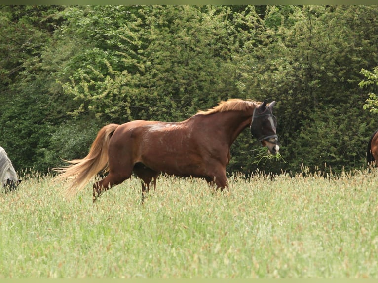 Hessisches Warmblut Wallach 22 Jahre 170 cm Fuchs in Hofheim am Taunus