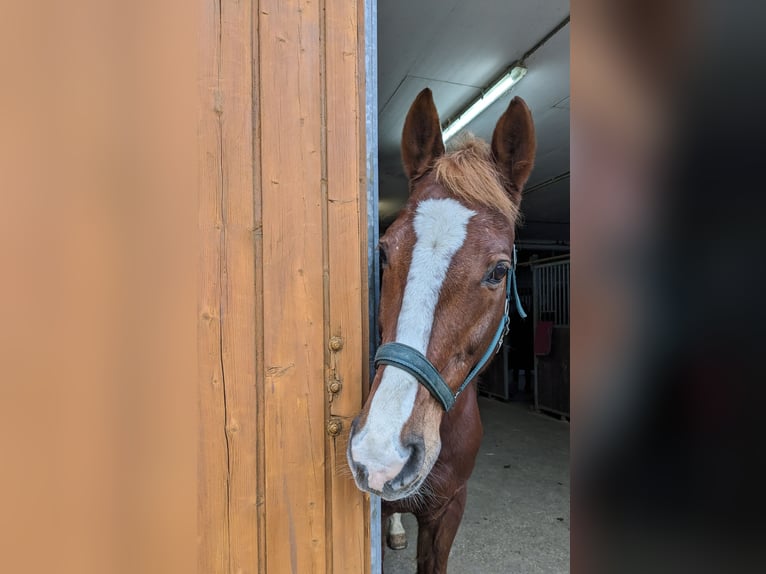 Hessisches Warmblut Wallach 22 Jahre 170 cm Fuchs in Hofheim am Taunus