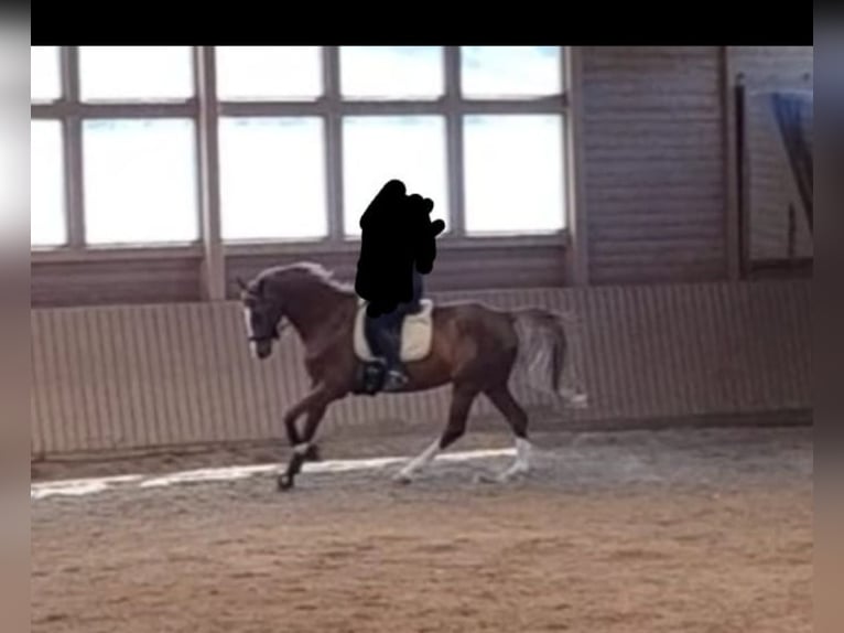 Hessisches Warmblut Wallach 22 Jahre 170 cm Fuchs in Hofheim am Taunus