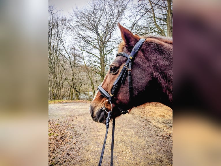 Hessisches Warmblut Wallach 23 Jahre Fuchs in Hofheim am Taunus