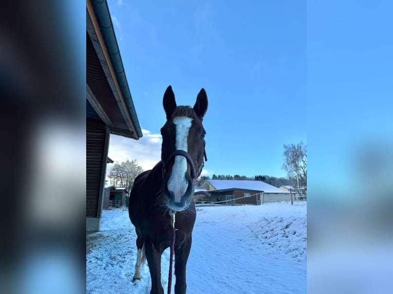Hessisches Warmblut Wallach 23 Jahre Fuchs in Hofheim am Taunus