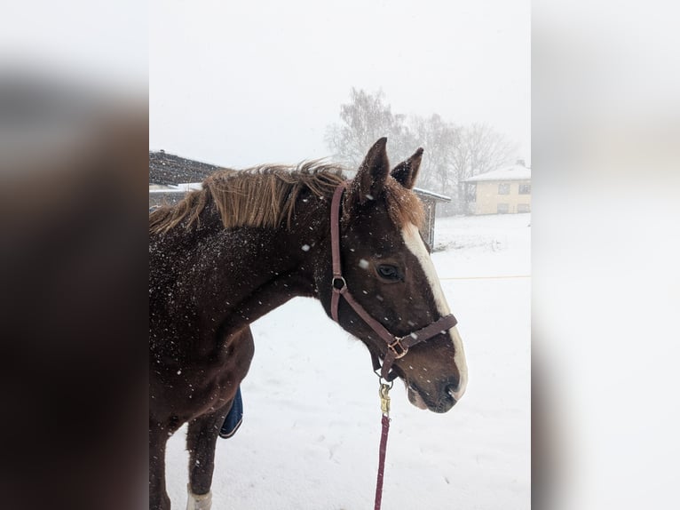 Hessisches Warmblut Wallach 23 Jahre Fuchs in Hofheim am Taunus
