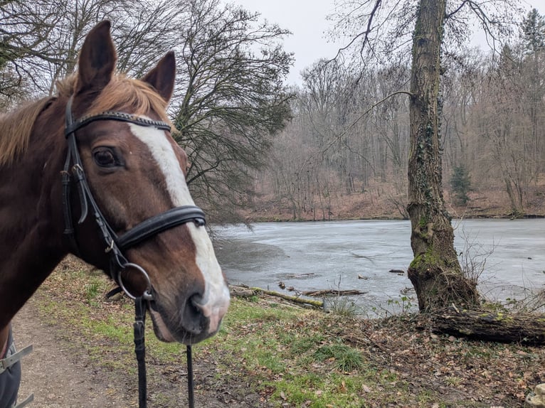 Hessisches Warmblut Wallach 23 Jahre Fuchs in Hofheim am Taunus