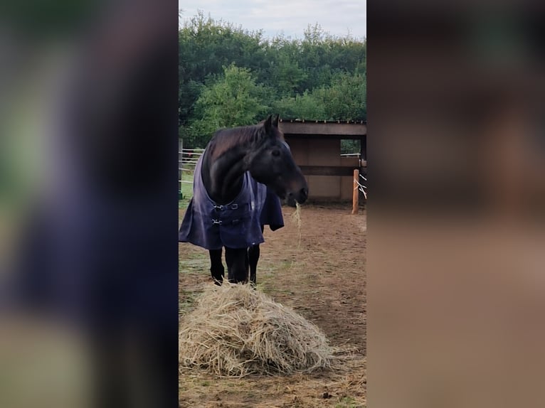 Hessisches Warmblut Wallach 29 Jahre 175 cm Schwarzbrauner in Egelsbach