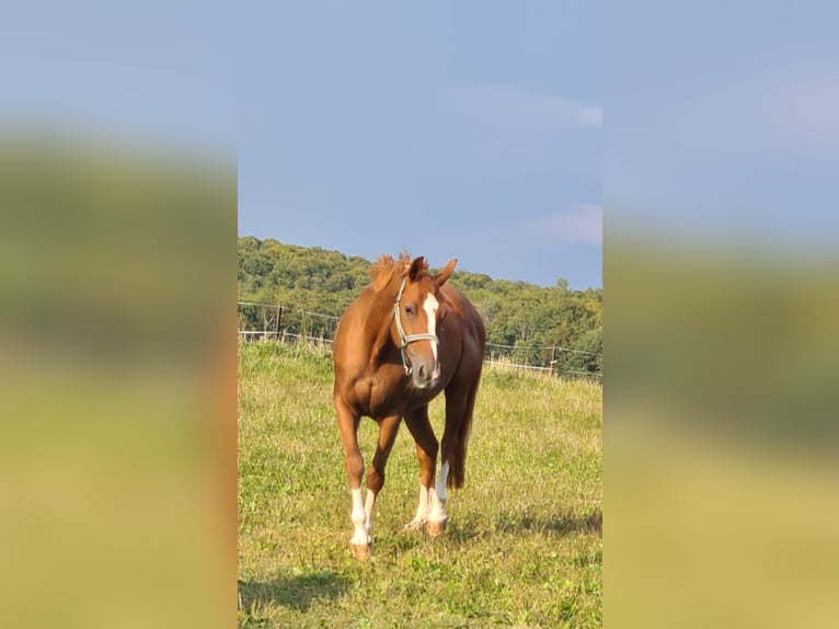 Hessois Sang-Chaud Jument 16 Ans 165 cm Alezan in Ober-Ramstadt