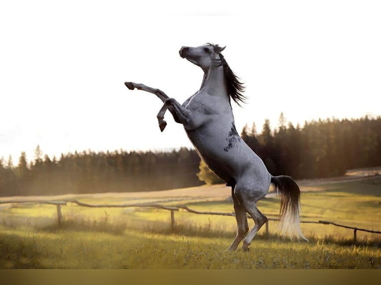 HETMAN NA Arabian horses Stallion Gray in Zakopane