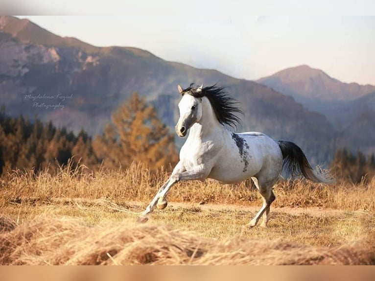 HETMAN NA Arabian horses Stallion Gray in Zakopane