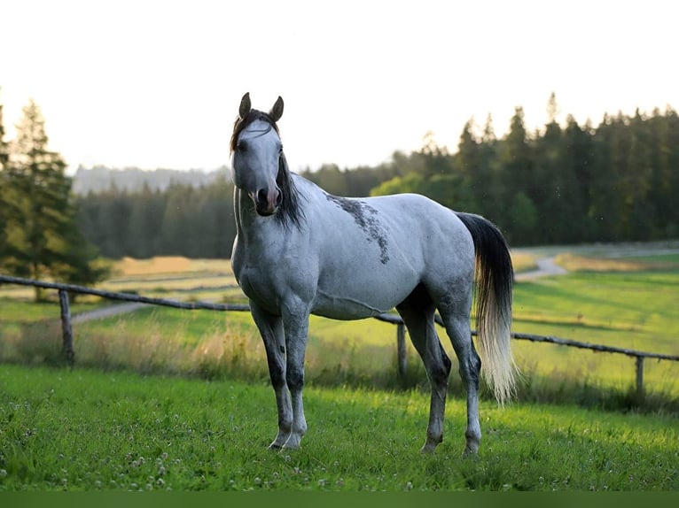 HETMAN NA Pur-sang arabe Étalon Gris in Zakopane