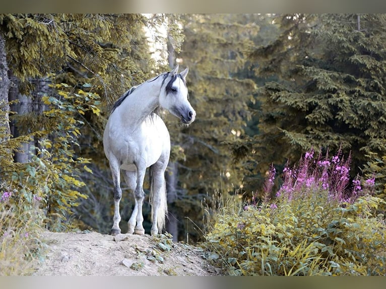 HETMAN NA Pur-sang arabe Étalon Gris in Zakopane