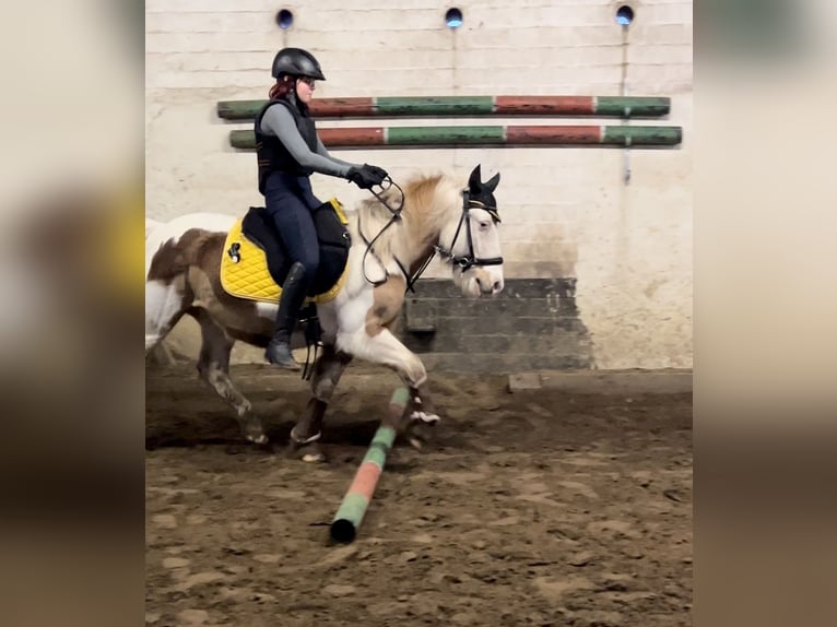 Hey ich suche eine Reitbeteiligung 