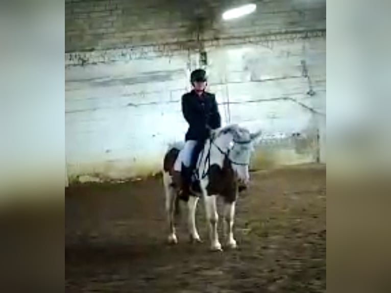 Hey ich suche eine Reitbeteiligung 