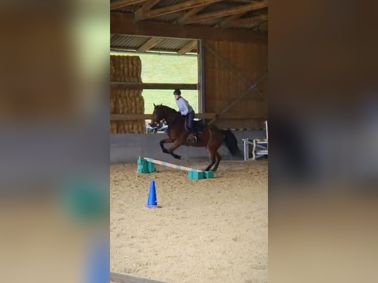 Hey! Ich suche ine RB besstenfalls mit Weiterentwicklungsmöglichkeit im springen.