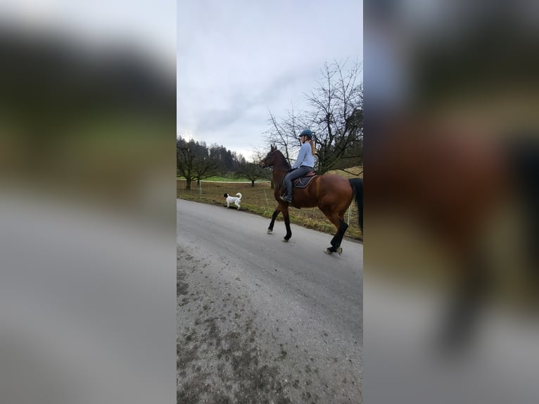 Hey! Ich suche ine RB besstenfalls mit Weiterentwicklungsmöglichkeit im springen.