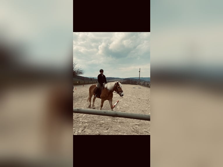 Hey, Reitbeteiligung gesucht. Ich reite seit 2018. Bereich: Dressur (Wunsch: evtl. Springen lernen)