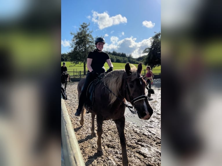 Hey, Reitbeteiligung gesucht. Ich reite seit 2018. Bereich: Dressur (Wunsch: evtl. Springen lernen)