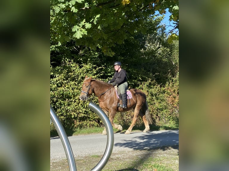 Hey, Reitbeteiligung gesucht. Ich reite seit 2018. Bereich: Dressur (Wunsch: evtl. Springen lernen)
