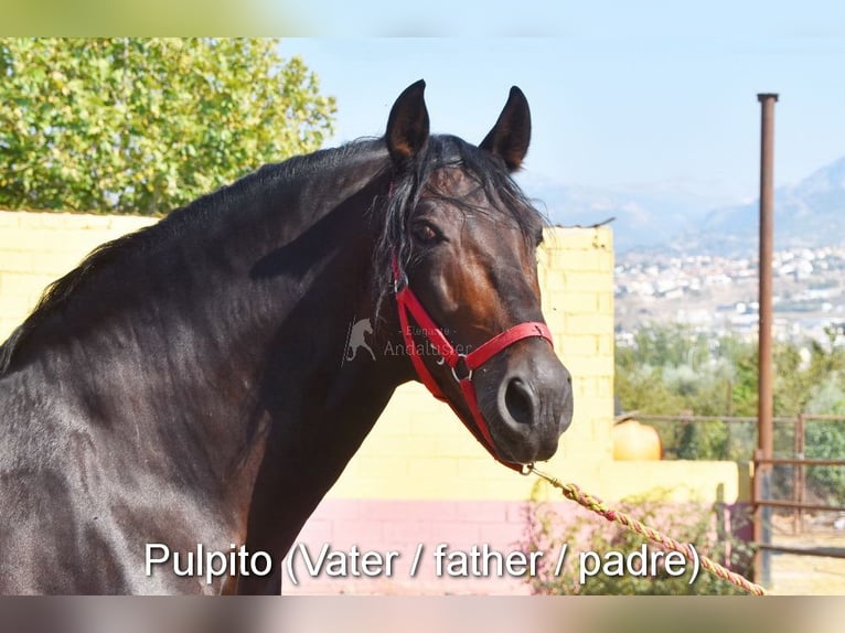 HIDALGO DE FUERZA PRE Étalon Perle in Provinz Cordoba