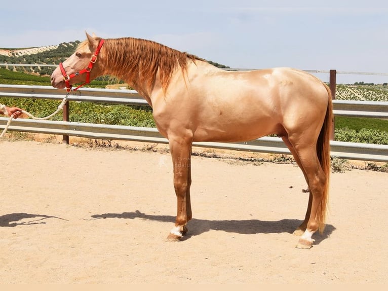 HIDALGO DE FUERZA PRE Hengst Pearl in Provinz Cordoba